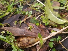 Cryptomarasmius corbariensis