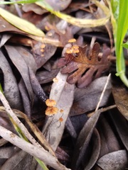 Cryptomarasmius corbariensis