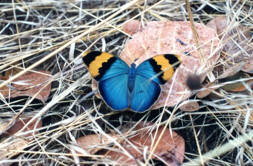 Euphaedra neophron neophron
