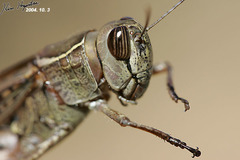 Shirakiacris shirakii
