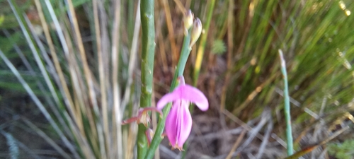 Image of Indigofera ionii by (c) Adele SL, some rights reserved (CC BY)