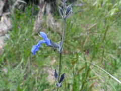 Salvia reptans