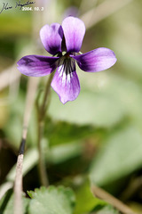 Viola mandshurica