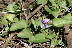 Viola mandshurica