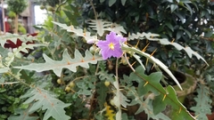 Solanum pyracanthos