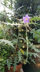 Solanum pyracanthos