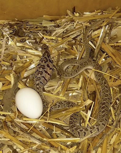 Palm Egg Eater, Dasypeltis palmarum
