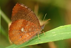 Godartiana muscosa