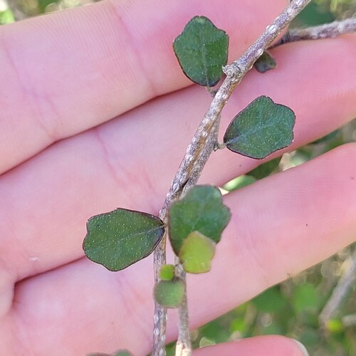 Pennantia corymbosa (Pennantia corymbosa)