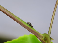 Notogramma