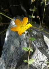 Kallstroemia peninsularis