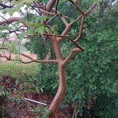 Bursera simaruba image