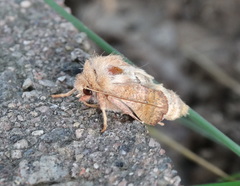 Xylenini