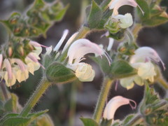 Salvia argentea