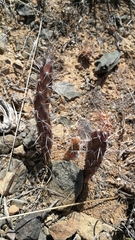 Opuntia aurantiaca