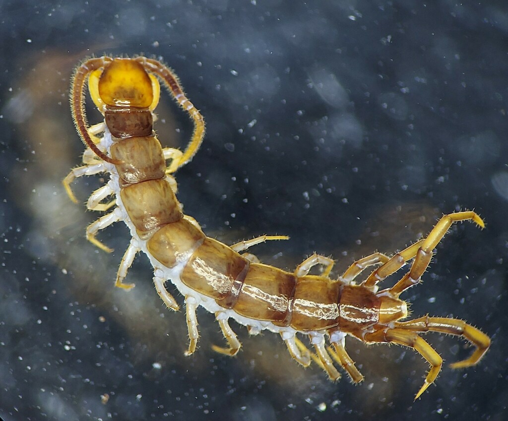 Tidabius tivius