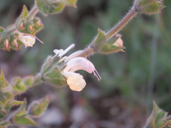 Salvia argentea