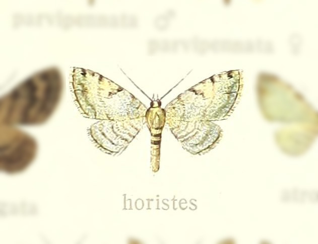 Pasiphila horistes