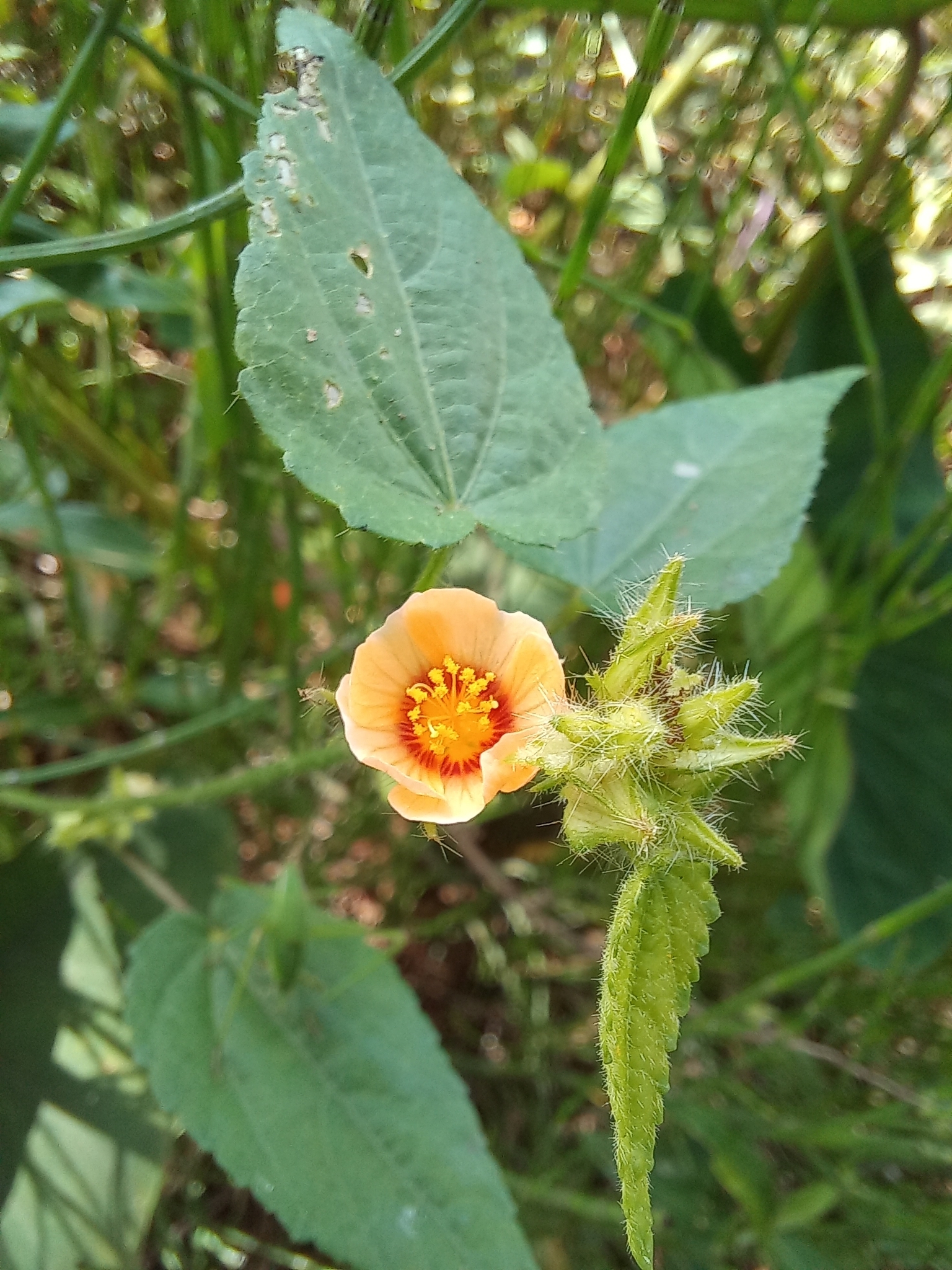 Sida urens