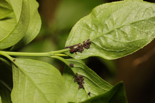 Black bean aphid