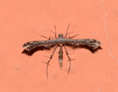 Anstenoptilia