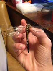 Cordulegaster obliqua