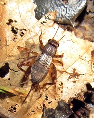 Allonemobius maculatus