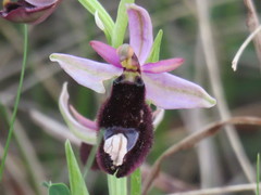Ophrys bertolonii