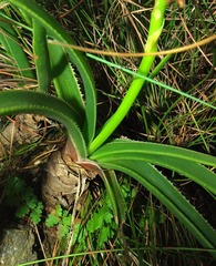 Aloe craibii image