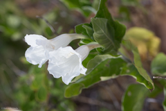 Ruellia leucantha