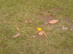 Colias dimera