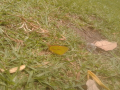 Colias dimera
