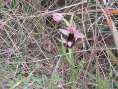 Ophrys bertolonii