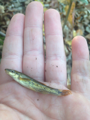 Rhinichthys cataractae