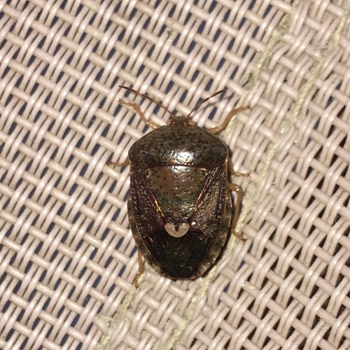 Edessa bifida photo 6