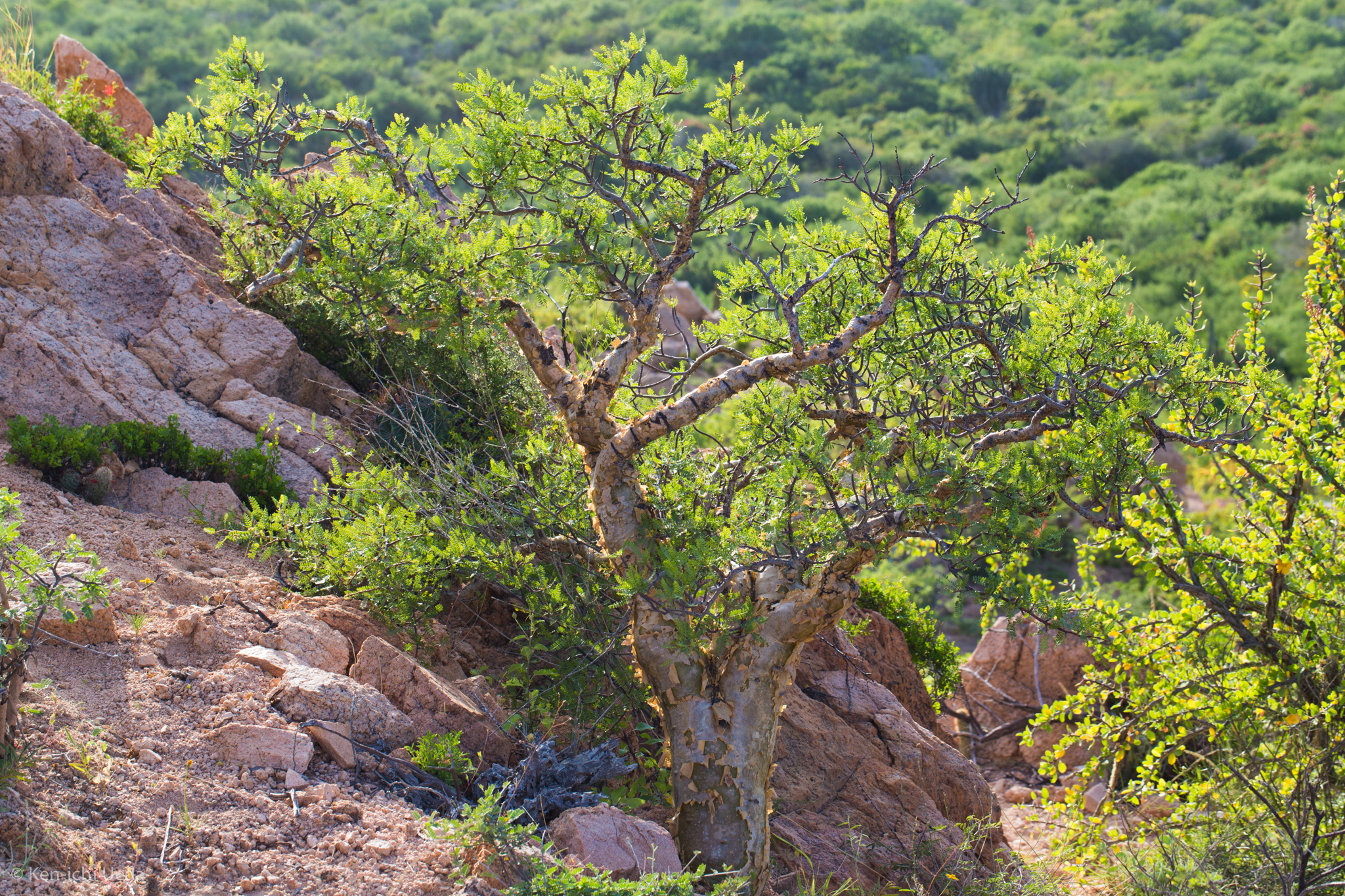 Bursera microphylla