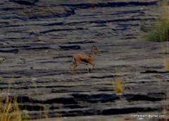 Gazella bennettii