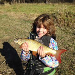 Moxostoma macrolepidotum