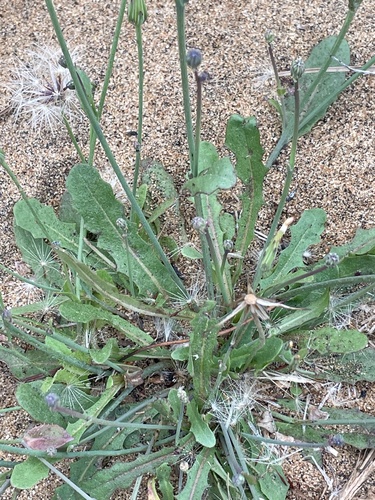 Hypochaeris glabra