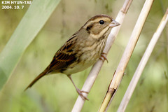 Emberiza spodocephala