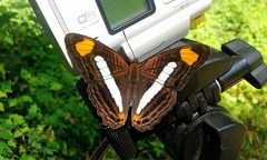 Adelpha iphiclus