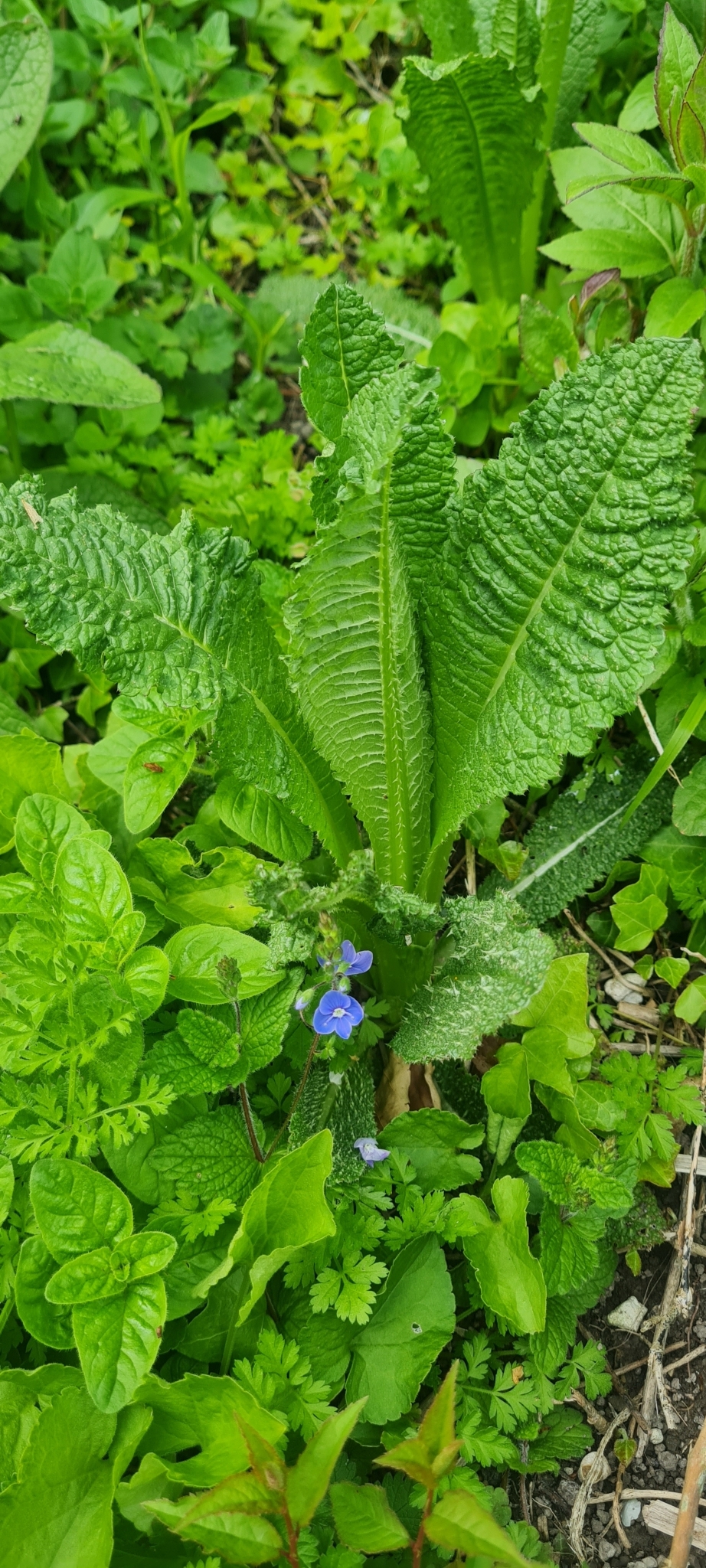 Wilde Karde (Dipsacus fullonum): Herkunft und Verwendung — foto 2