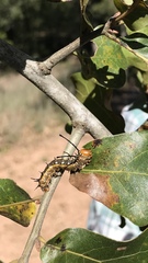 Anisota fuscosa