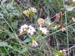 Ageratina havanensis