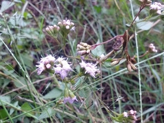 Ageratina havanensis