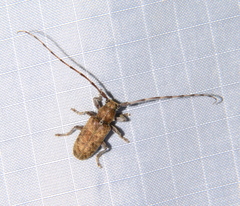 Estoloides sordida
