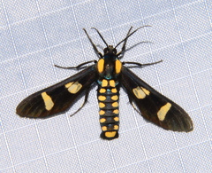 Phoenicoprocta hampsonii