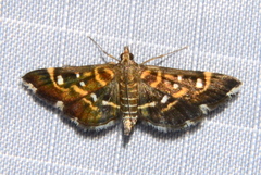 Diathrausta