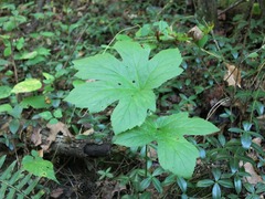 Hydrastis canadensis