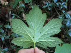 Hydrastis canadensis